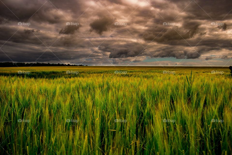 Wheat field in Norfolk, U.K.