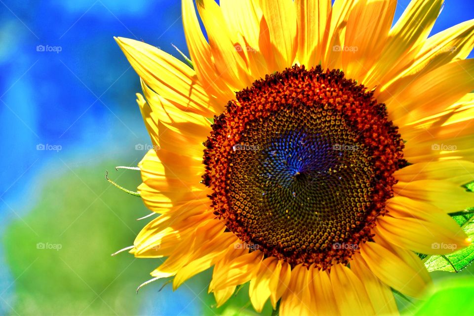 Beautiful Indiana sunflower. 