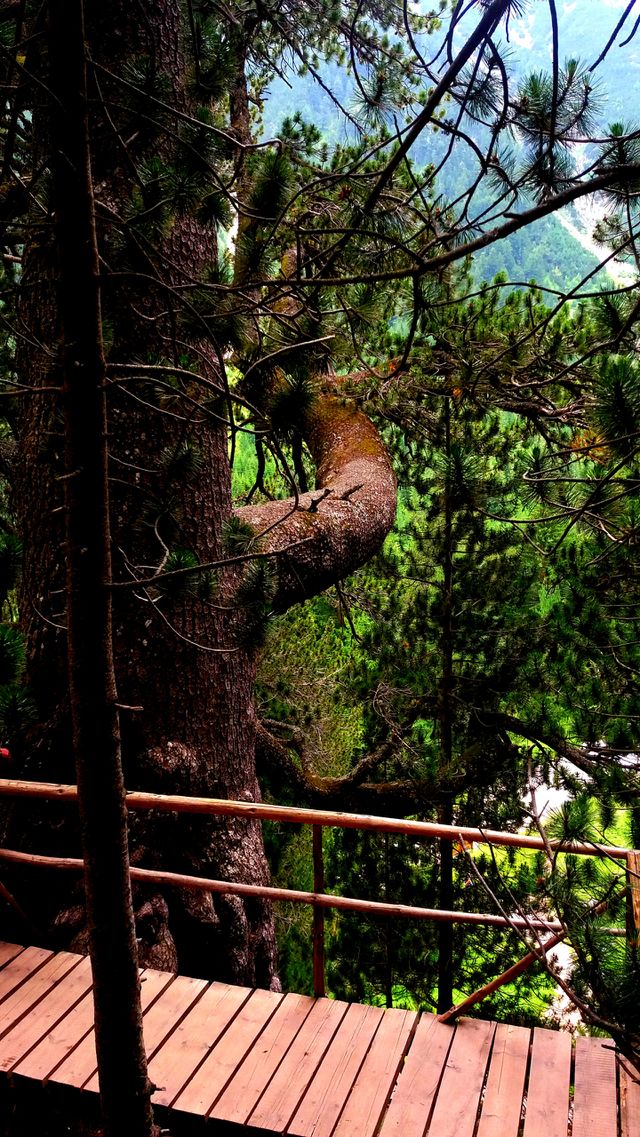 Baikushev's pine