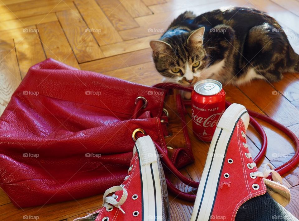 Cat sniffing Coca Cola can next to red bag and red sneakers on hardwood floor.