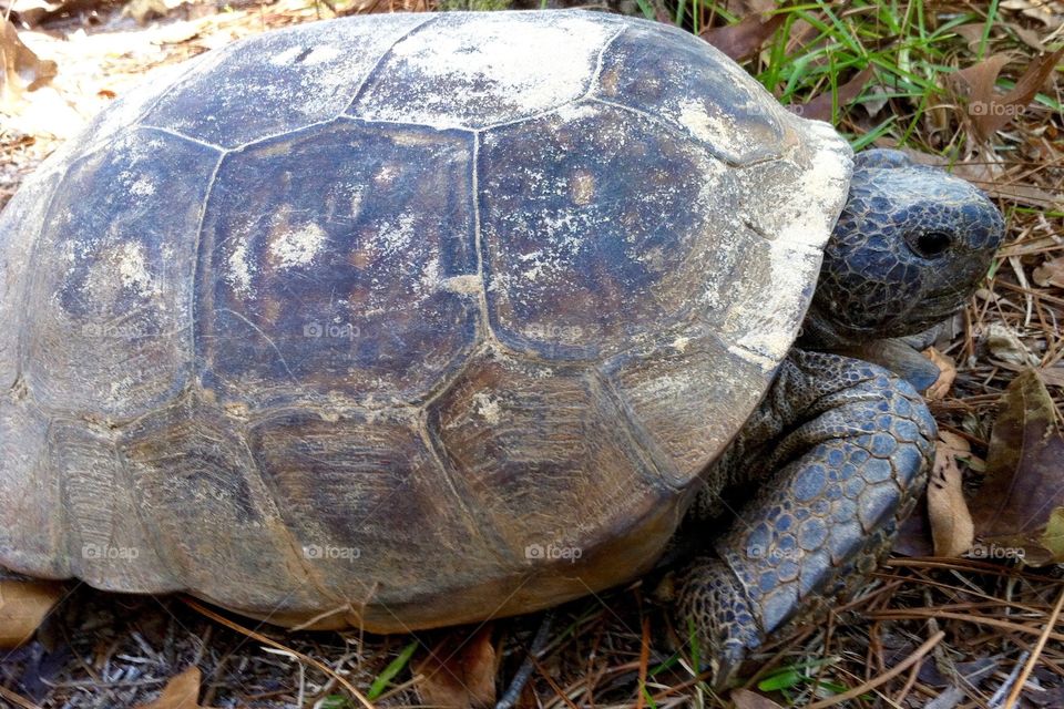 Gopher Turtle Eye to Eye 