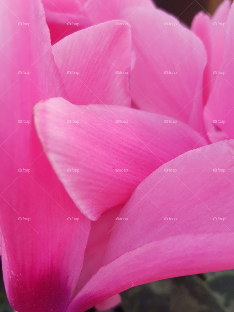 pink flower petals