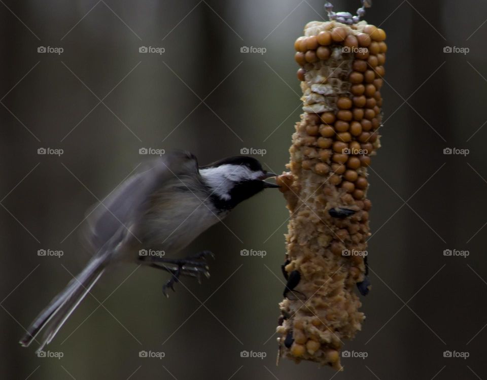 A flight for a snack