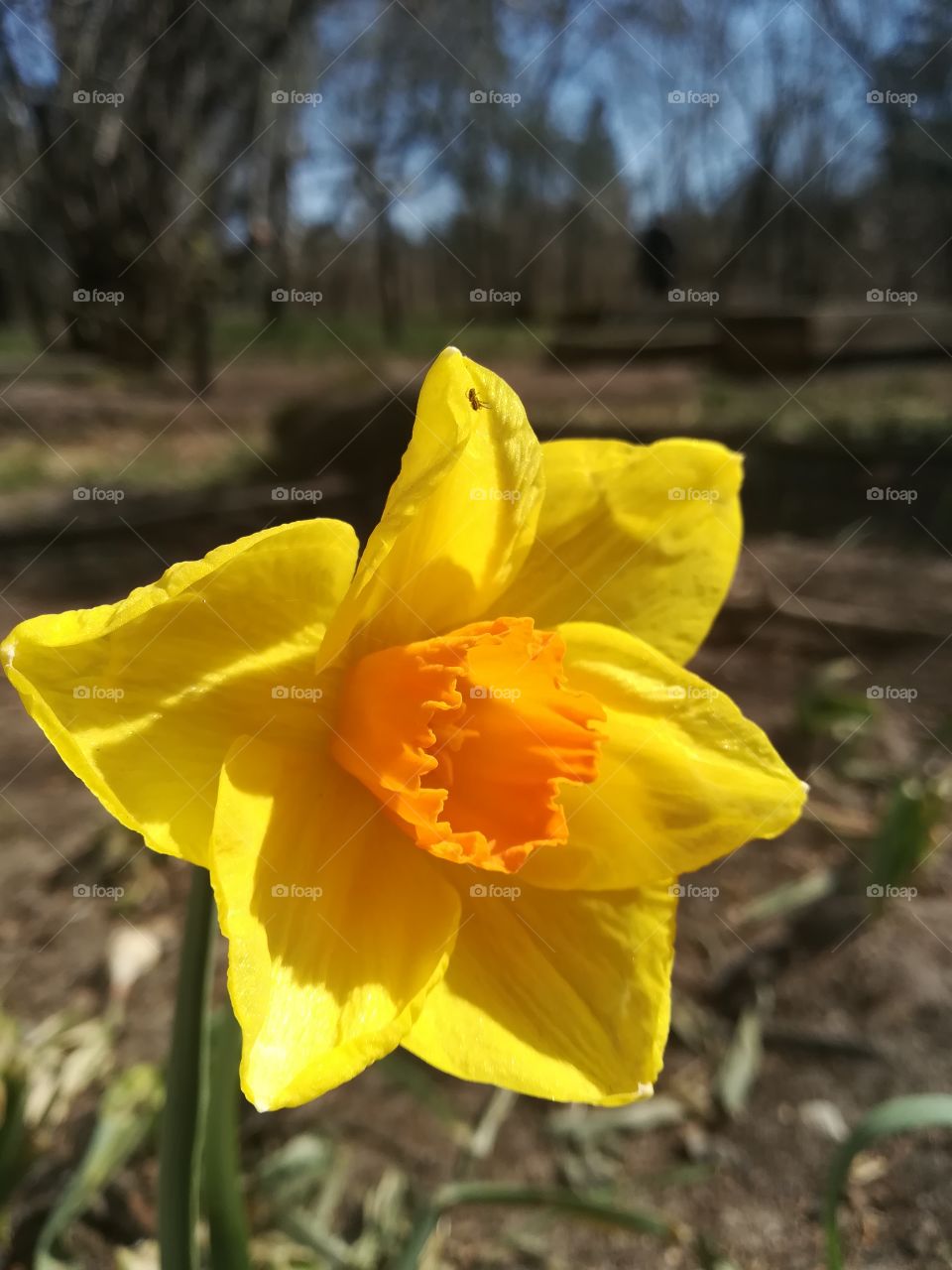 Daffodil