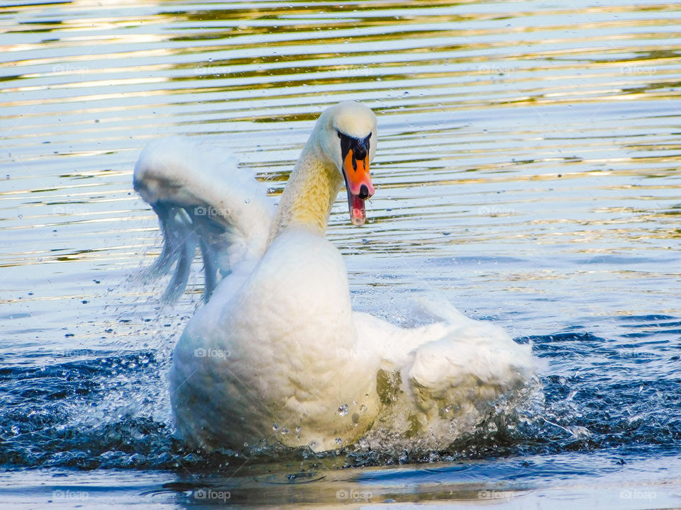 Swan birds water nature reflections