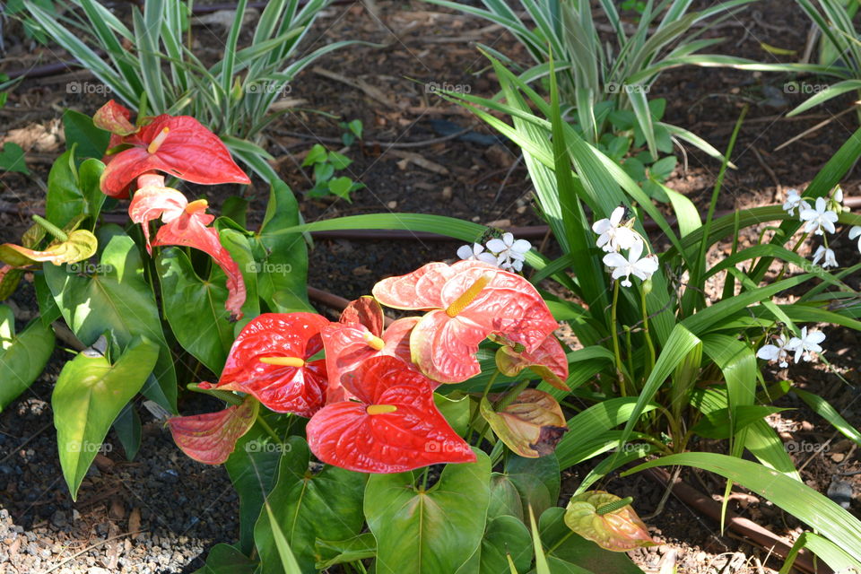 Anthurium 