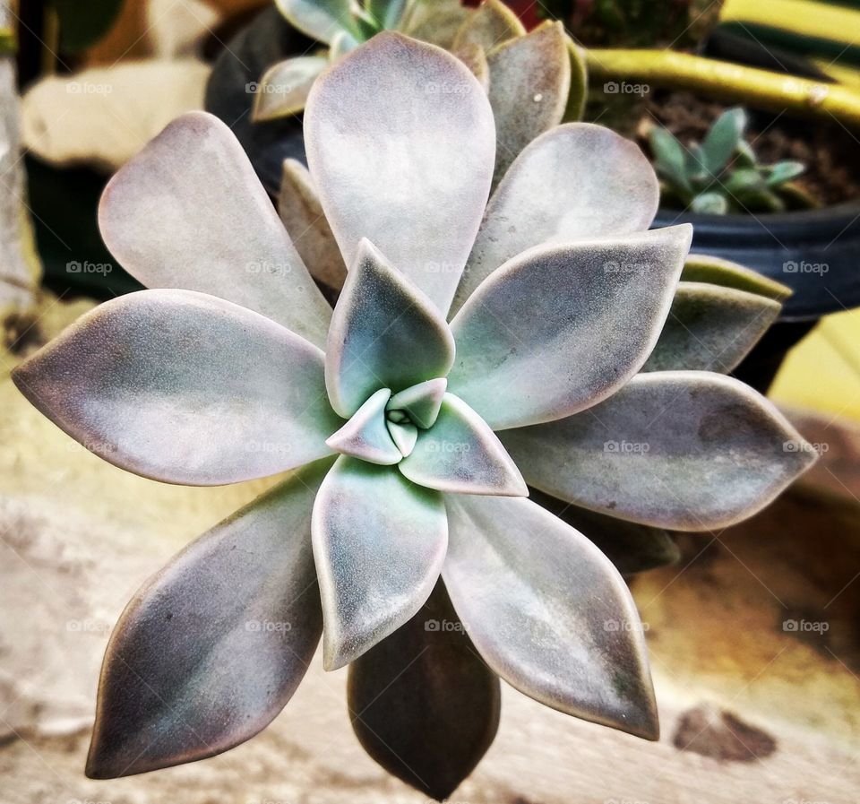 suculents