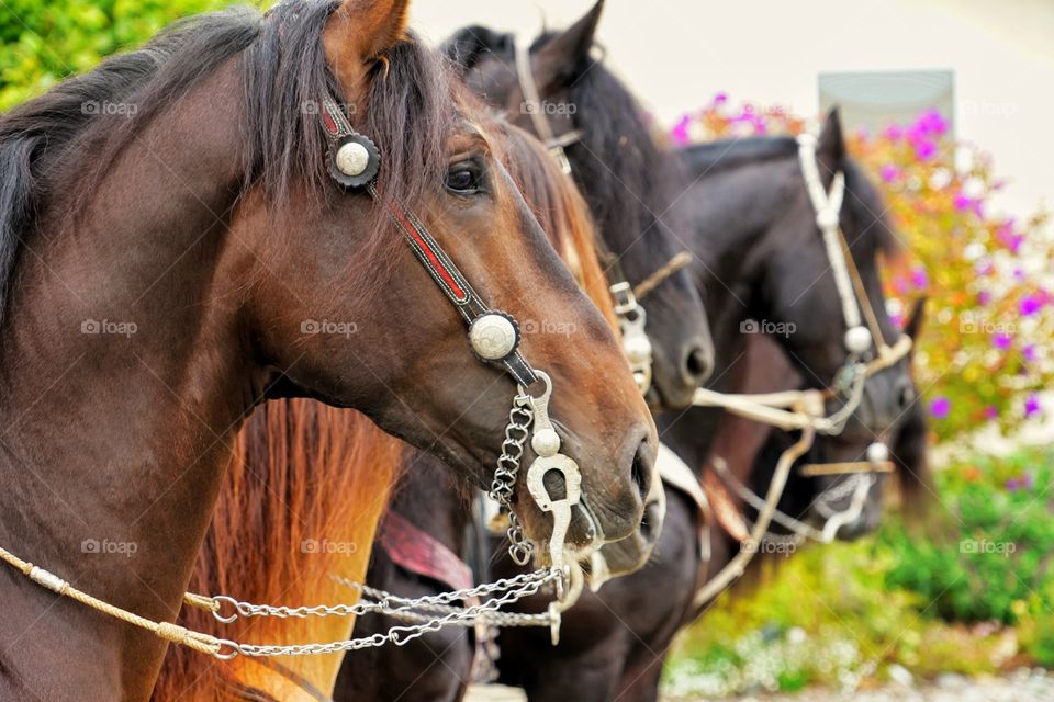 Proud Magnificent Horses