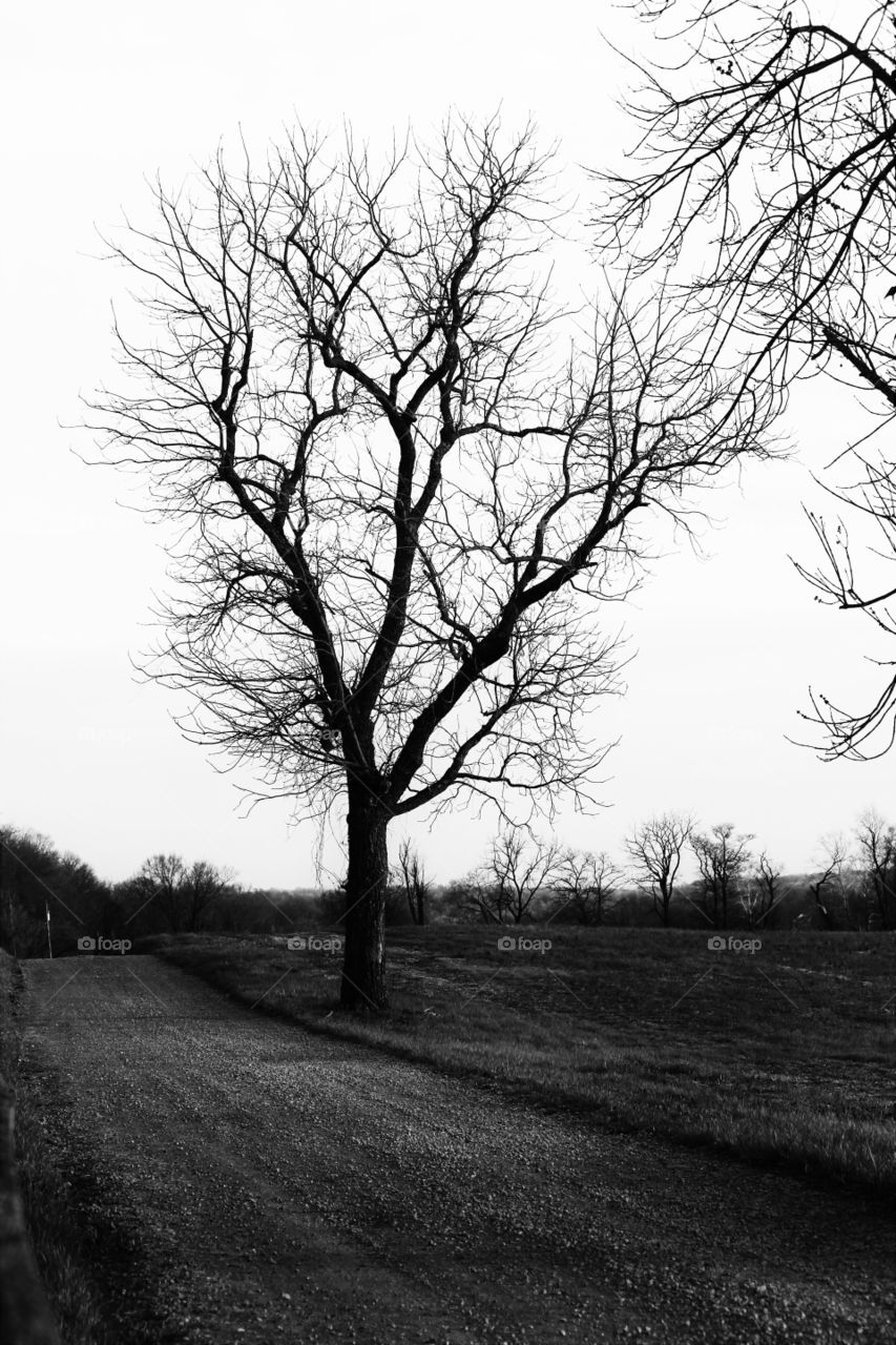 black and white country road and tree