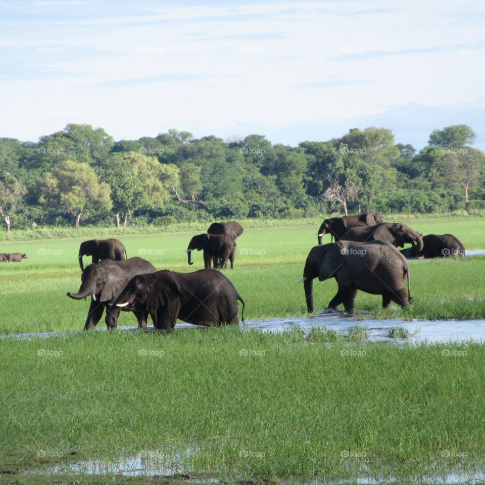 Elephants enjoying the waterplay, in their natural habitat (Namibia)