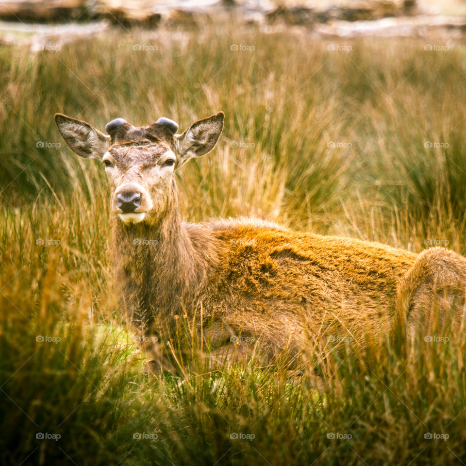 A beautiful deer in the park. Richmond park in London. Sweet animal portrait.