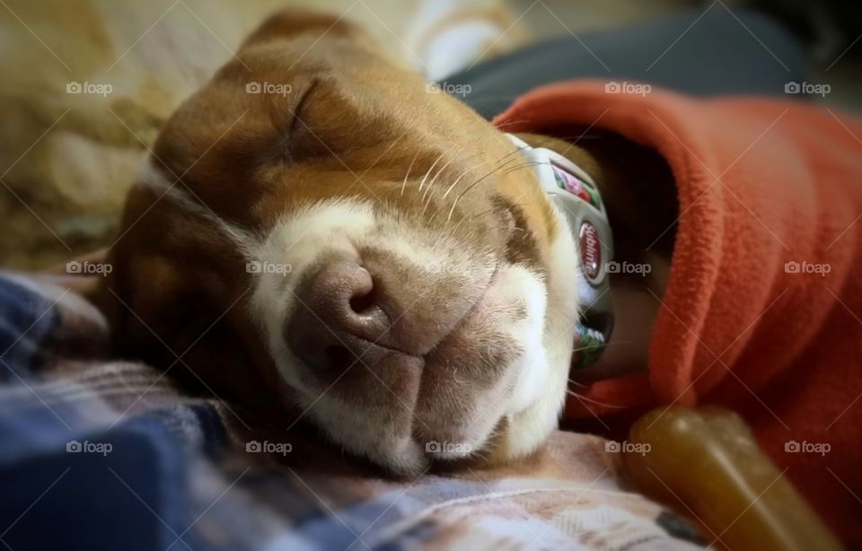 Smiling puppy sleeping