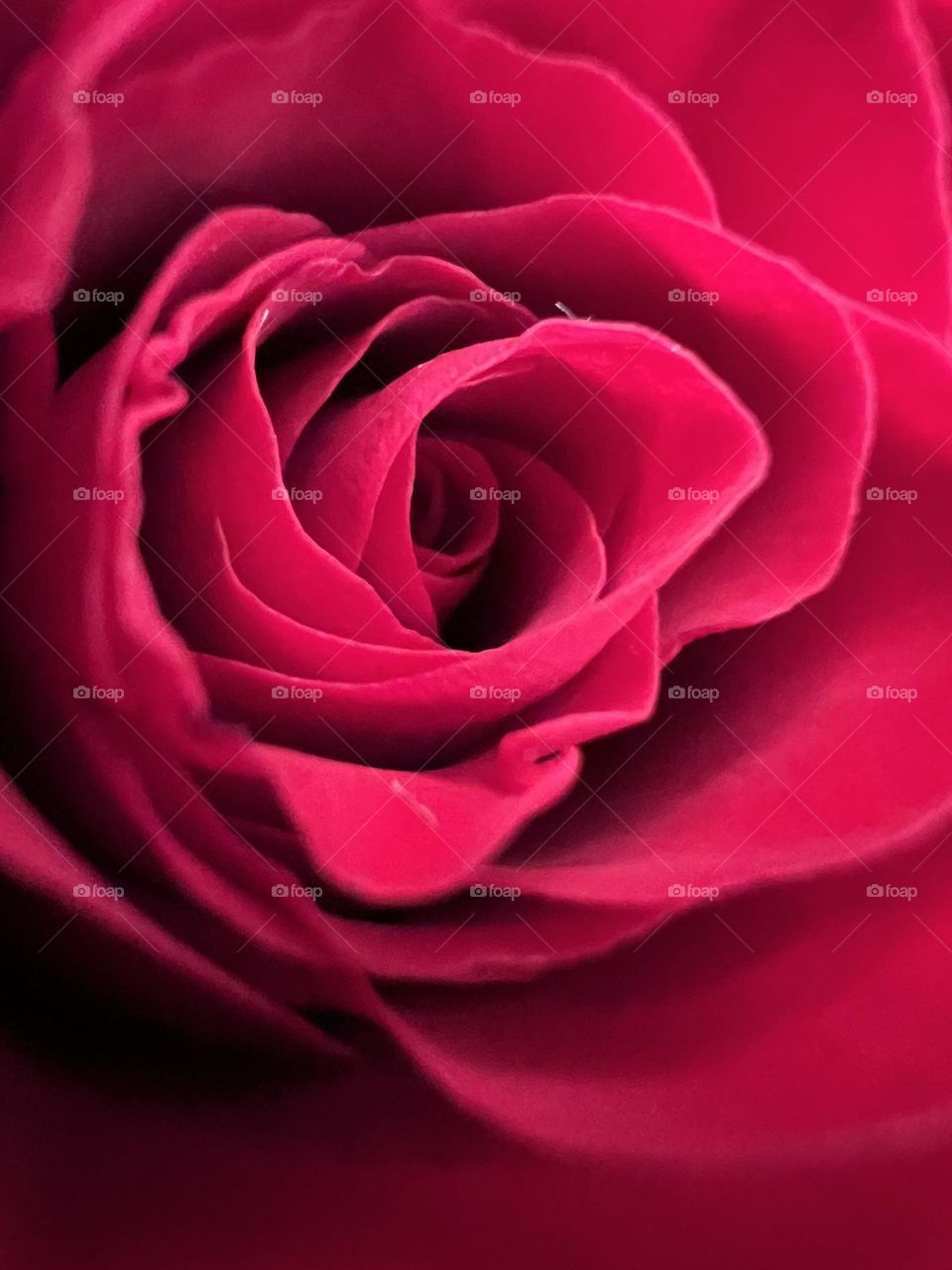 Red rose