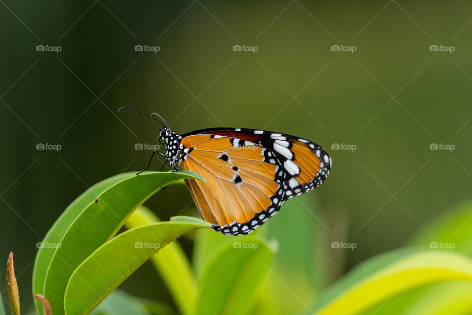 Beautiful Butterfly 🦋