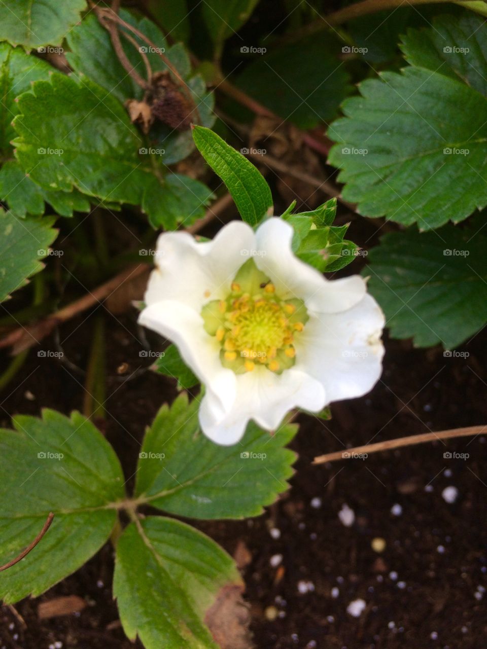 Strawberry Flower