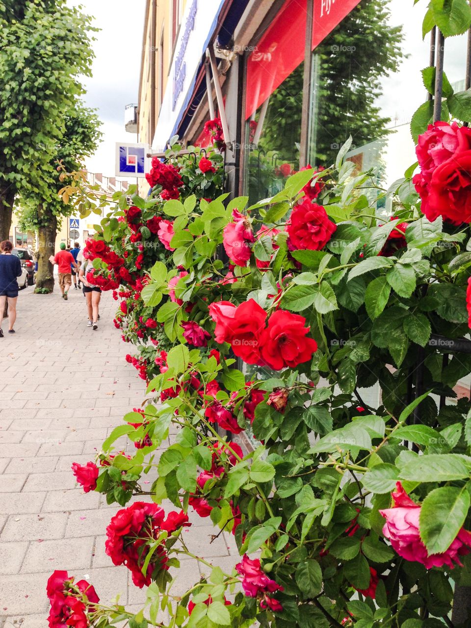 red roses in norrtälje
