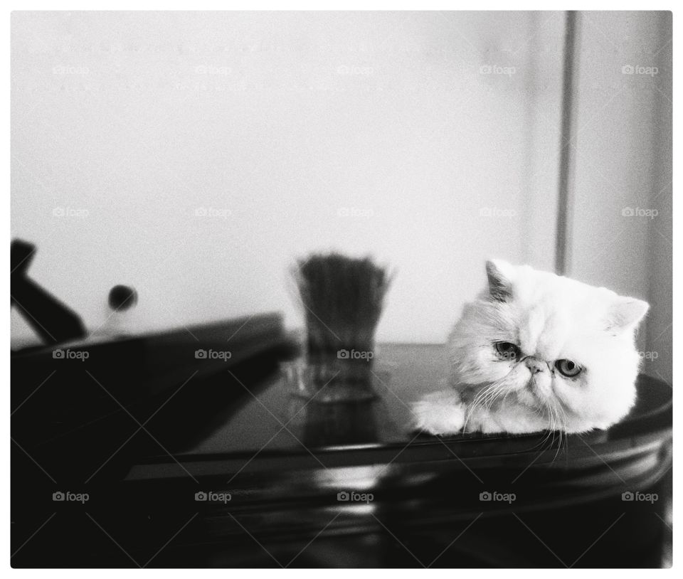 grumpy cat on a piano, b&w