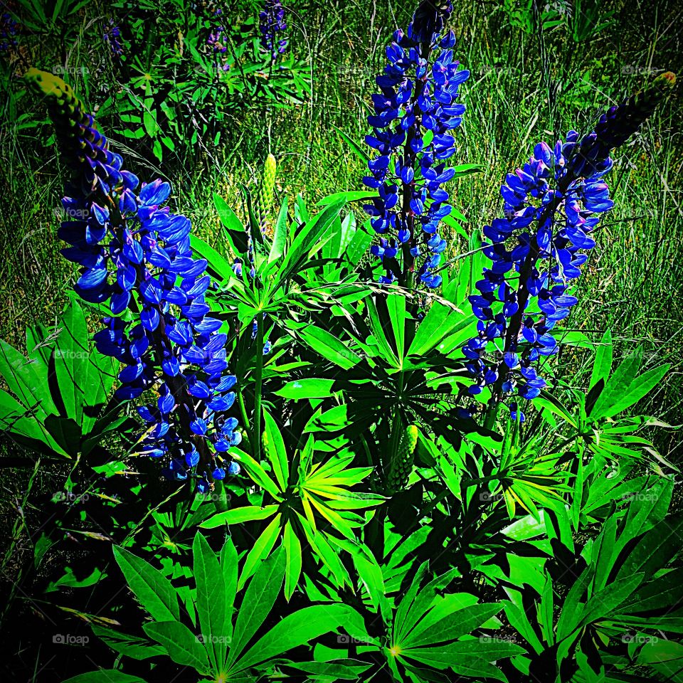 Spring Wildflowers 