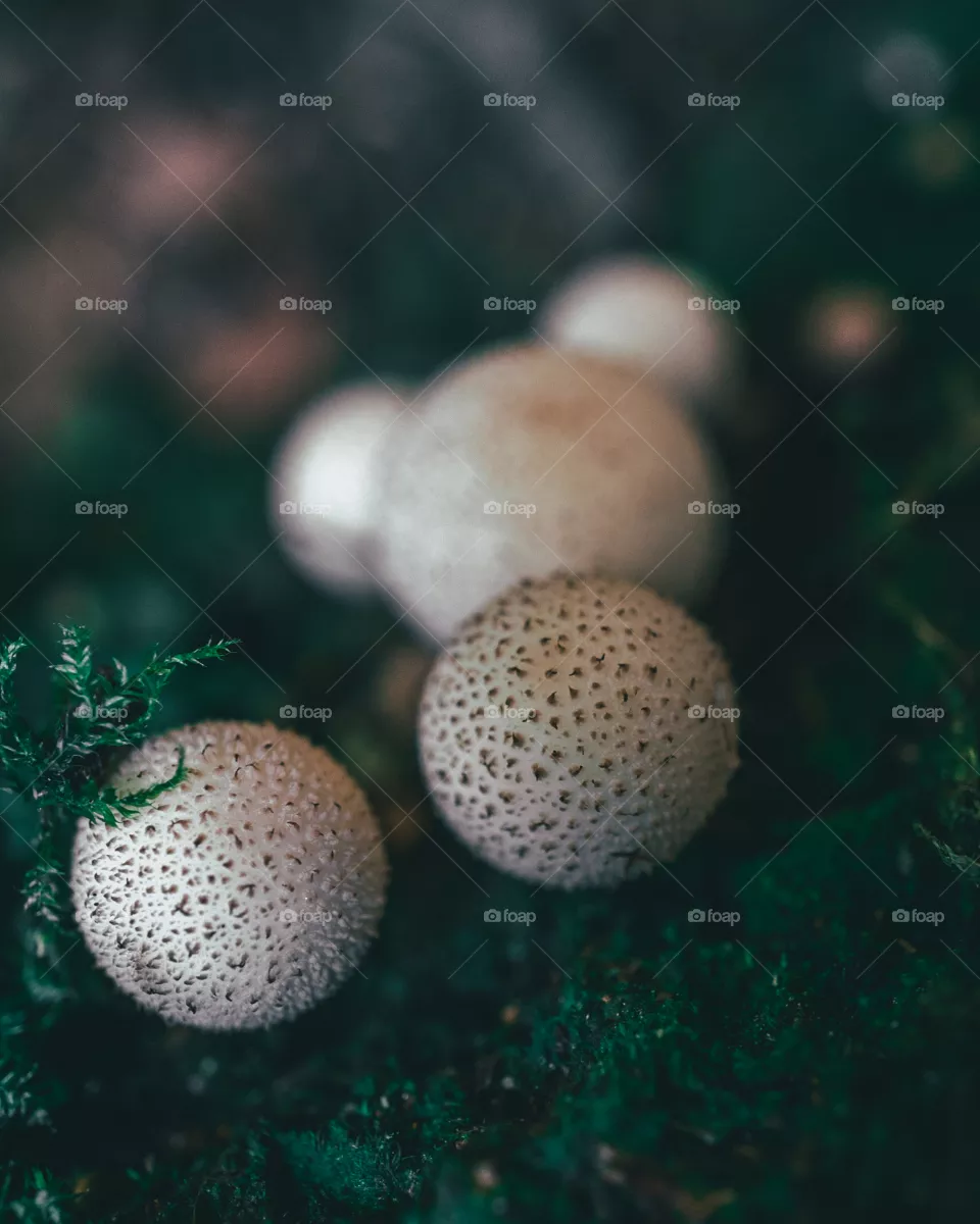 Smokey mushrooms