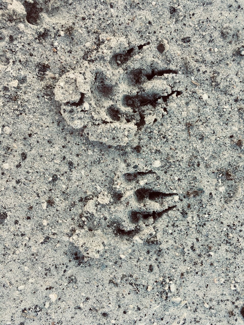 Possible raccoon footprints 👣 🦝