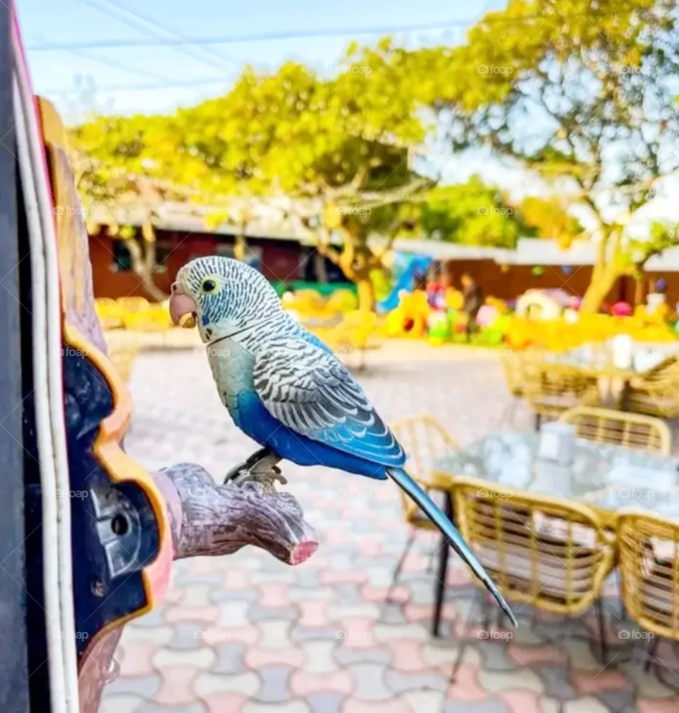 bird