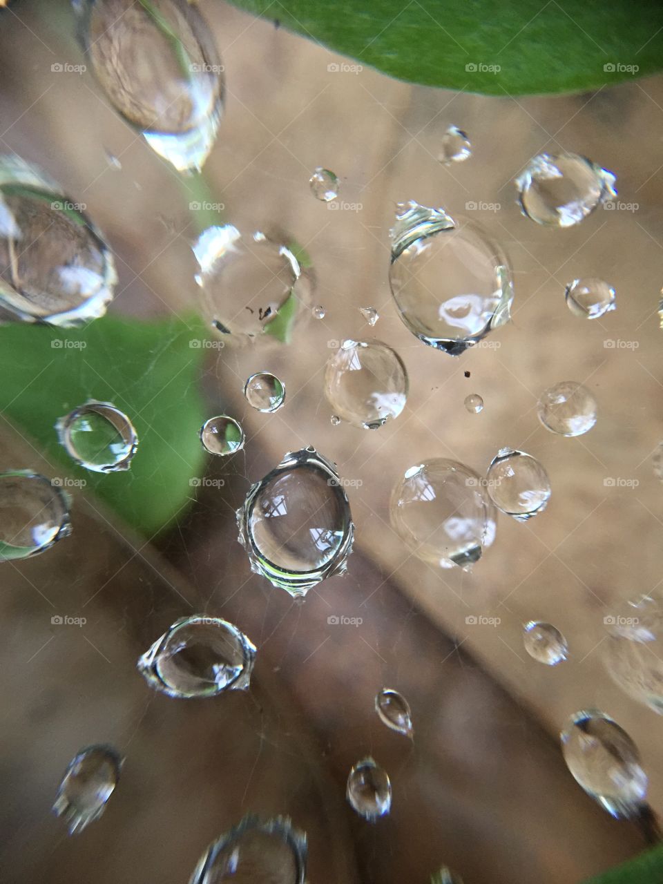 Macro dew droplets on spider web