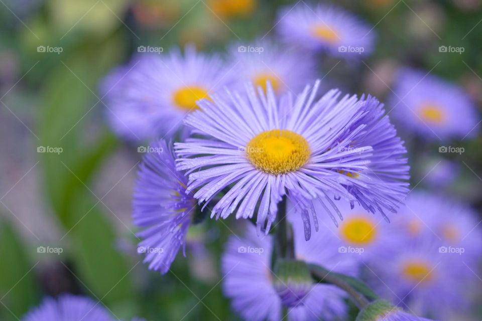 Complementary Colors