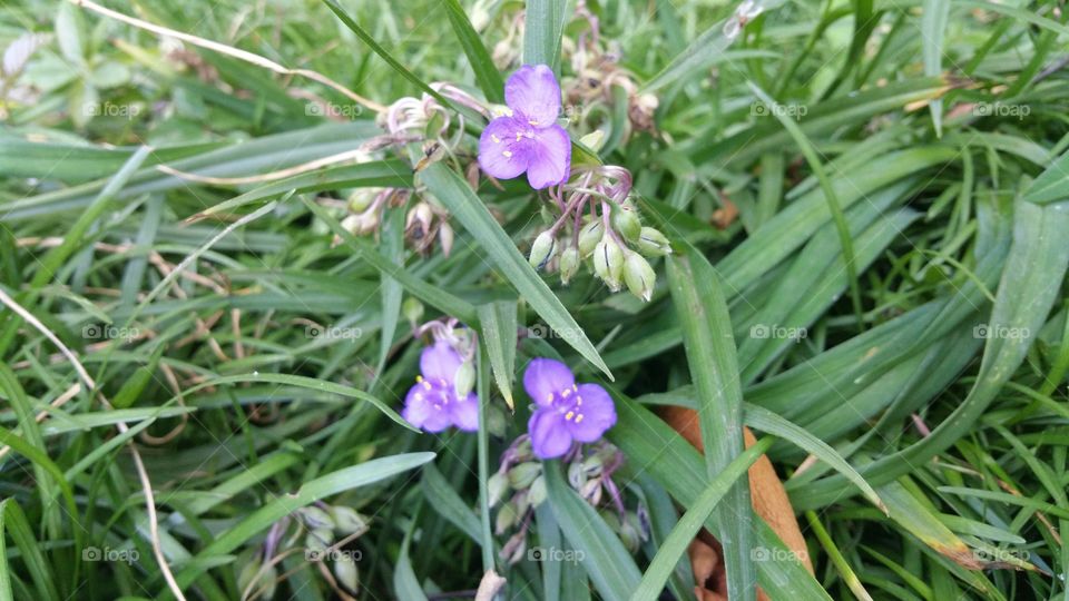 Wild Flowers