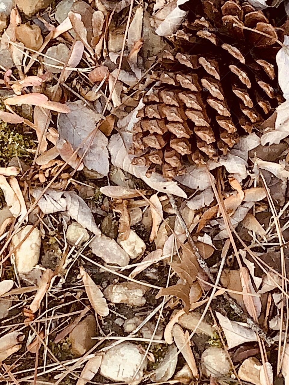 Pine cone 