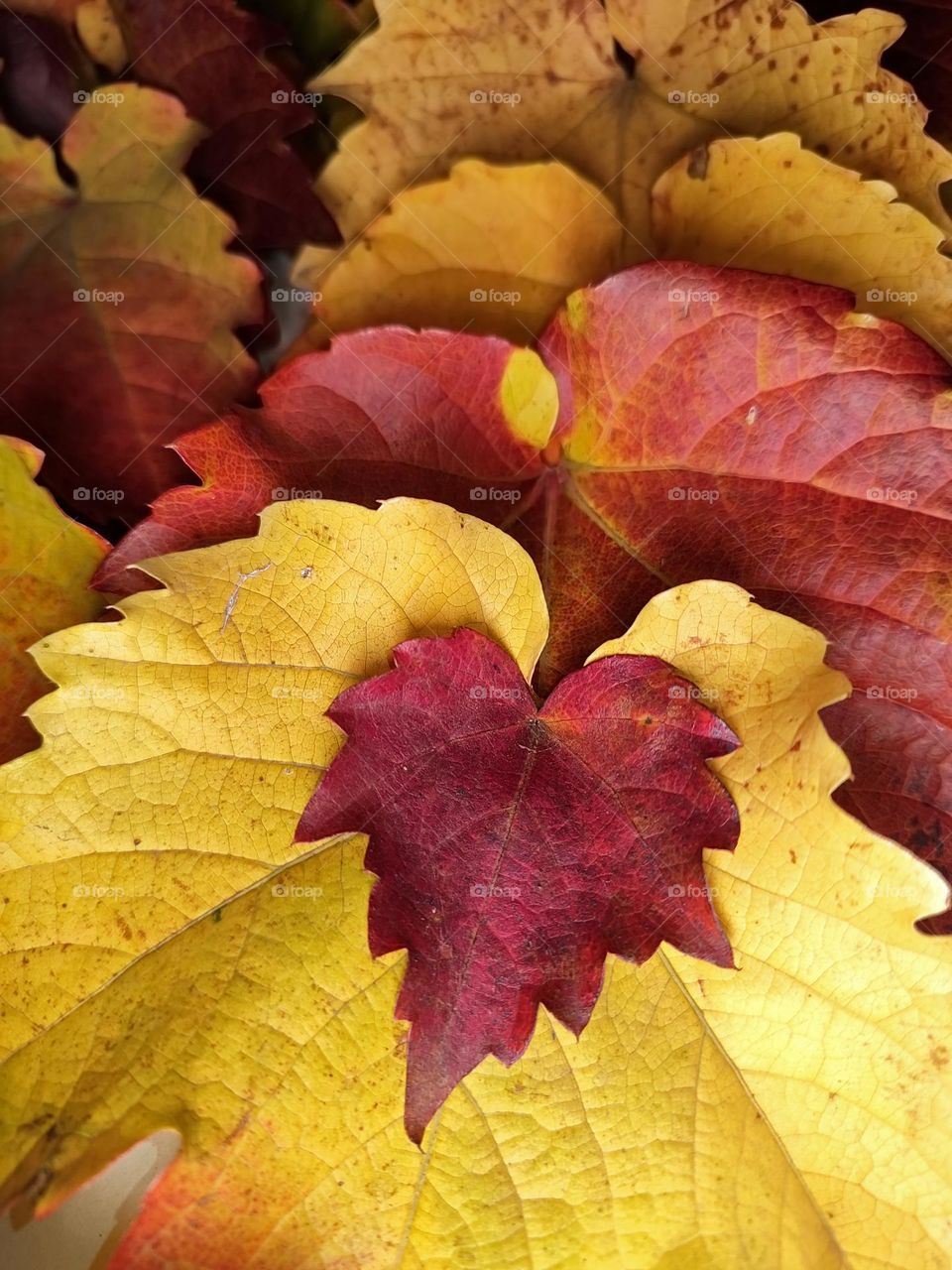 Photo of fallen leaves from trees in the garden