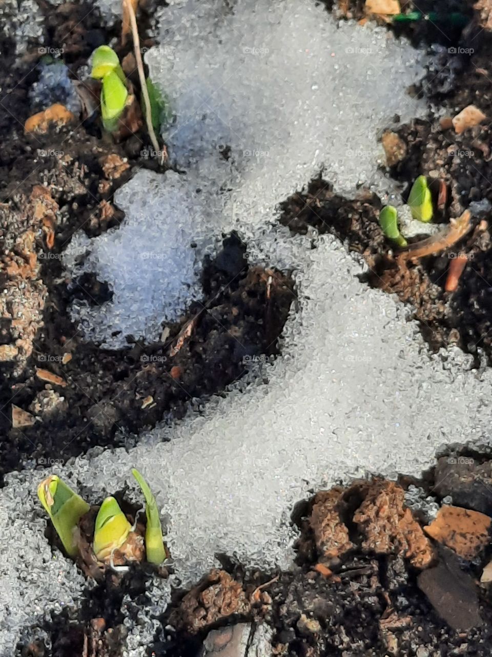 winter garden  after thaw with first buds of tulips looking out  from under the snow