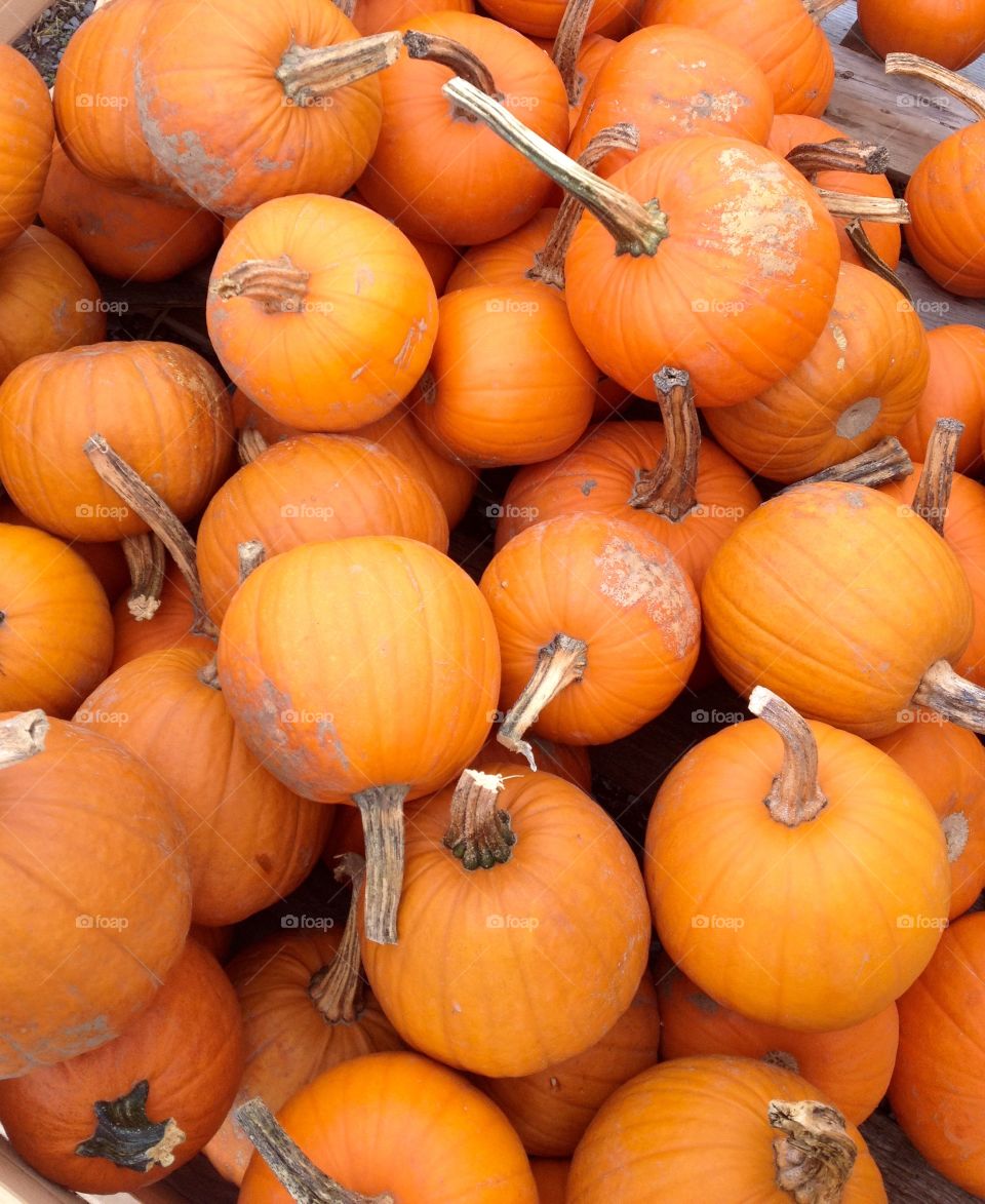 Pumpkins galore! . Taken while picking out our Halloween pumpkin! 