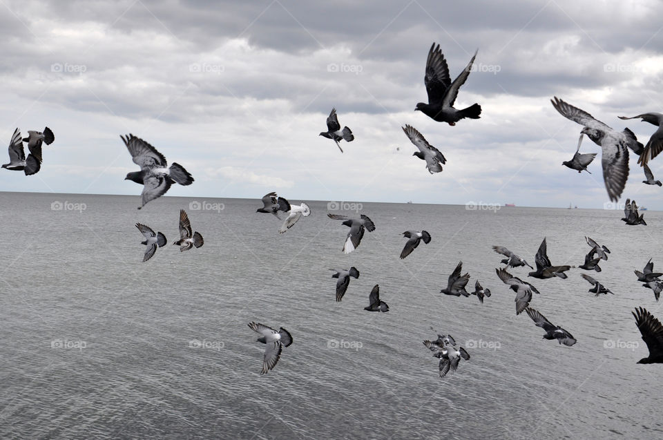 Bird, Seagulls, Goose, Wildlife, No Person