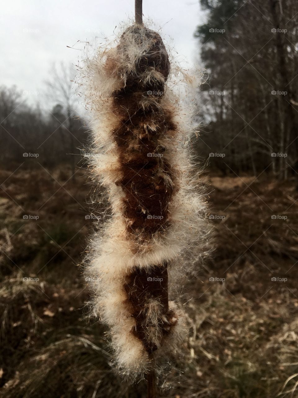 Disheveled cattail standing tall in the marsh