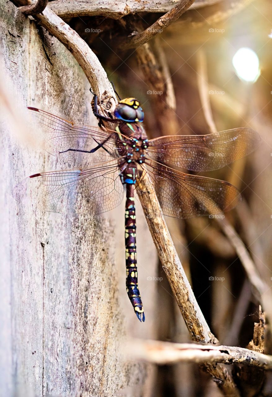 Dragonfly macro photography. Dragonfly macro photography