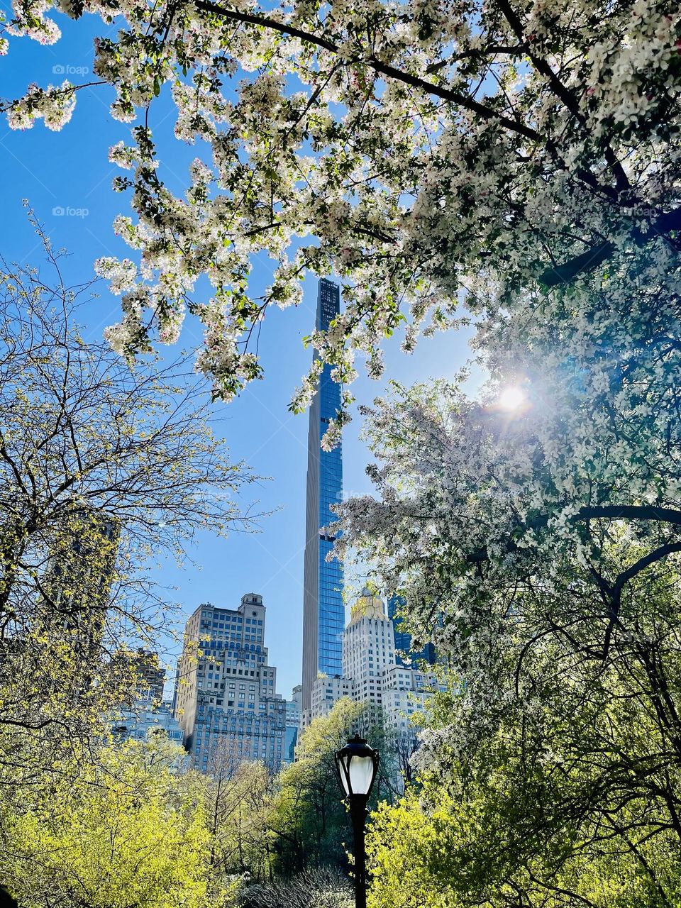 World’s skinniest skyscraper through the cherry blossoms. 