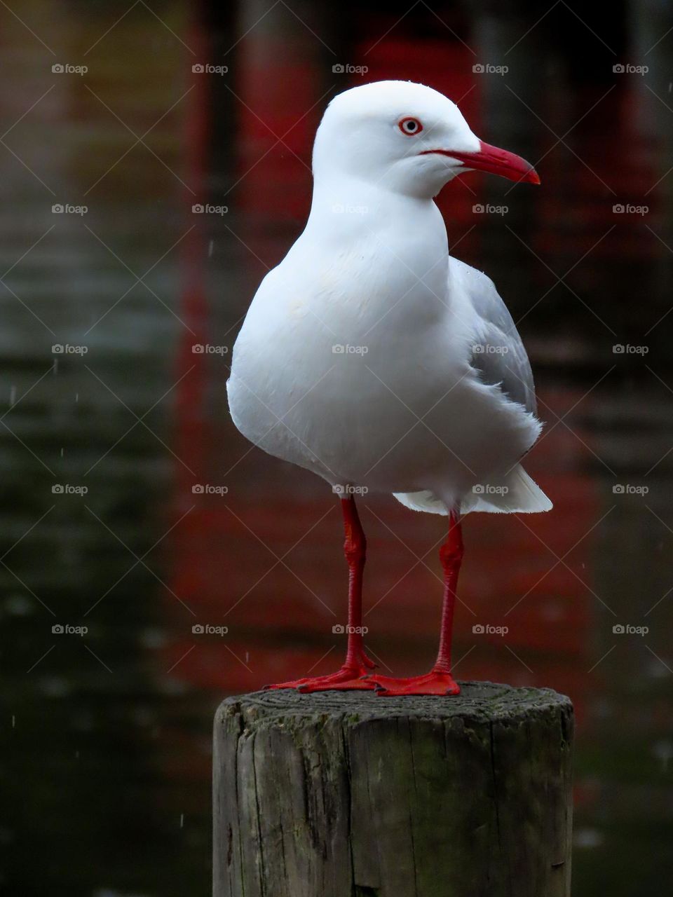 Seagull in the rain