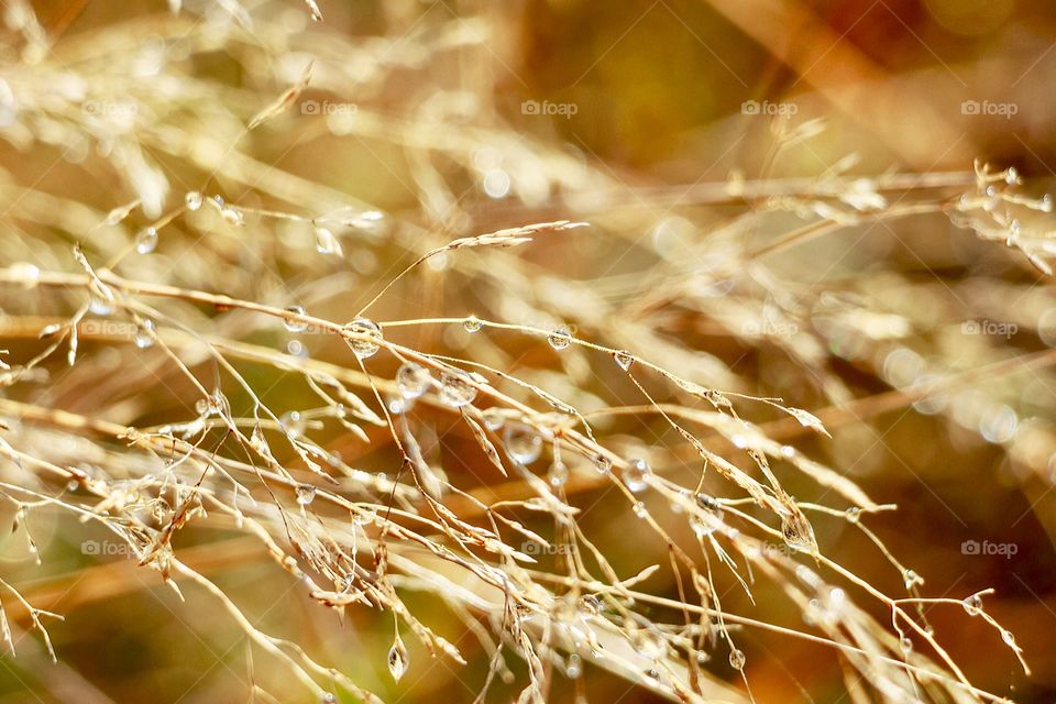 Abstract background - water drops on the plants