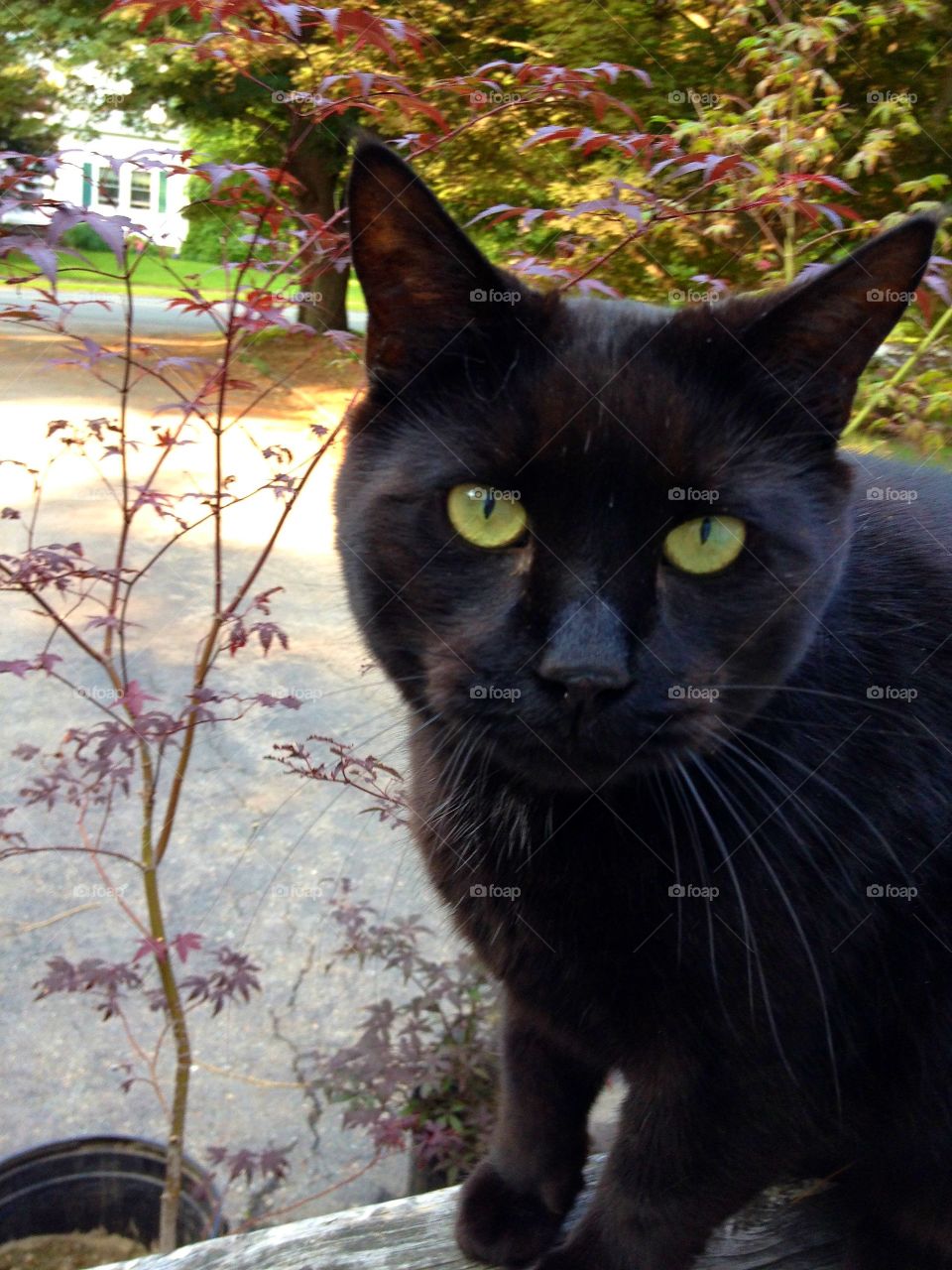 Black cats face near Maple tree outside on driveway.
