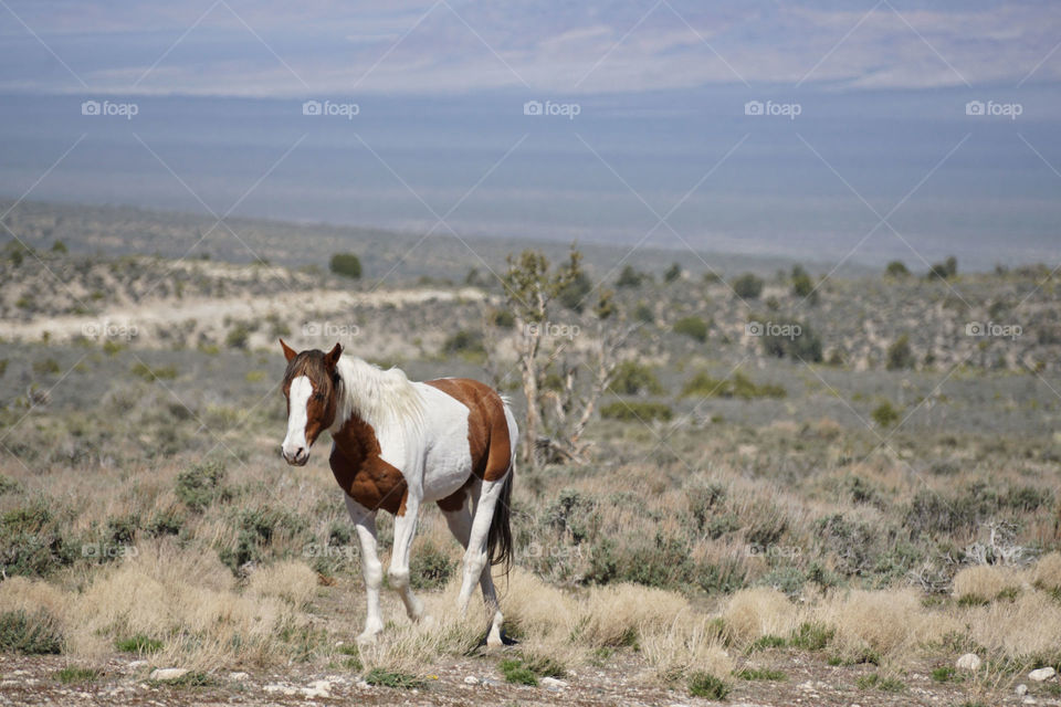 Horse walking in desert