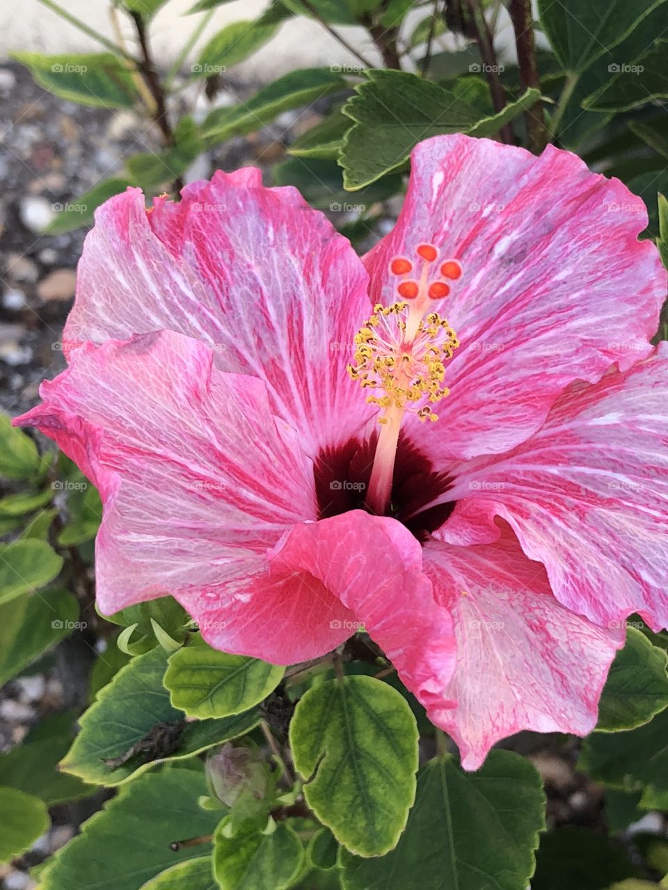 Closeup of a pink flower