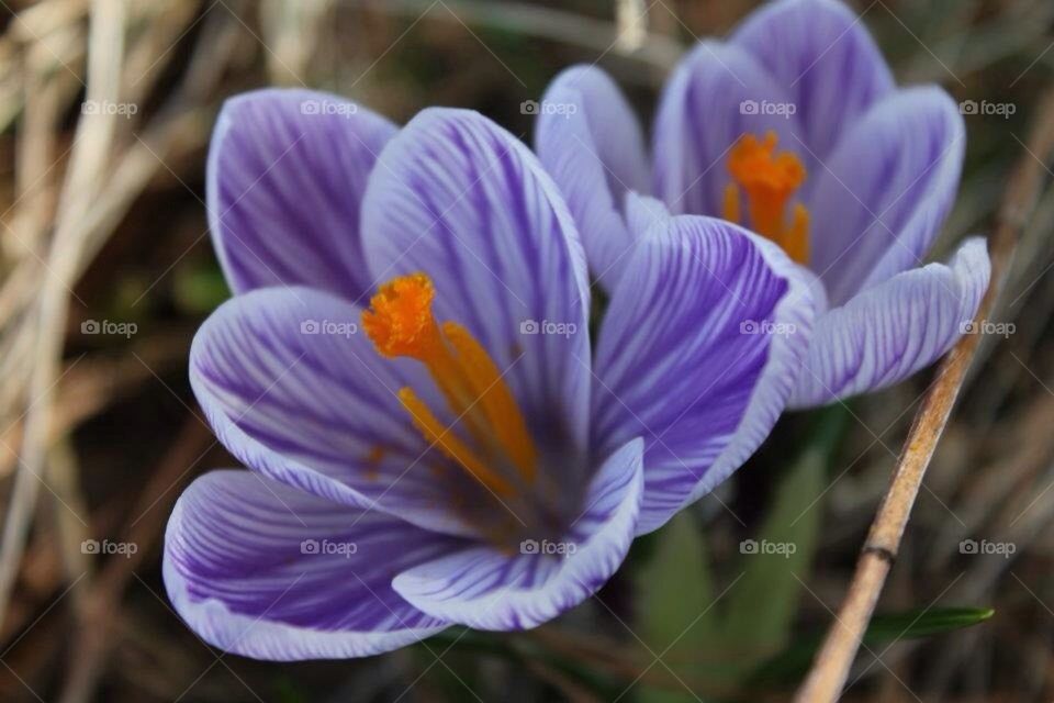 Spring flower