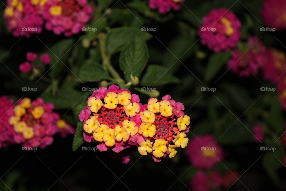 pink and yellow flowers