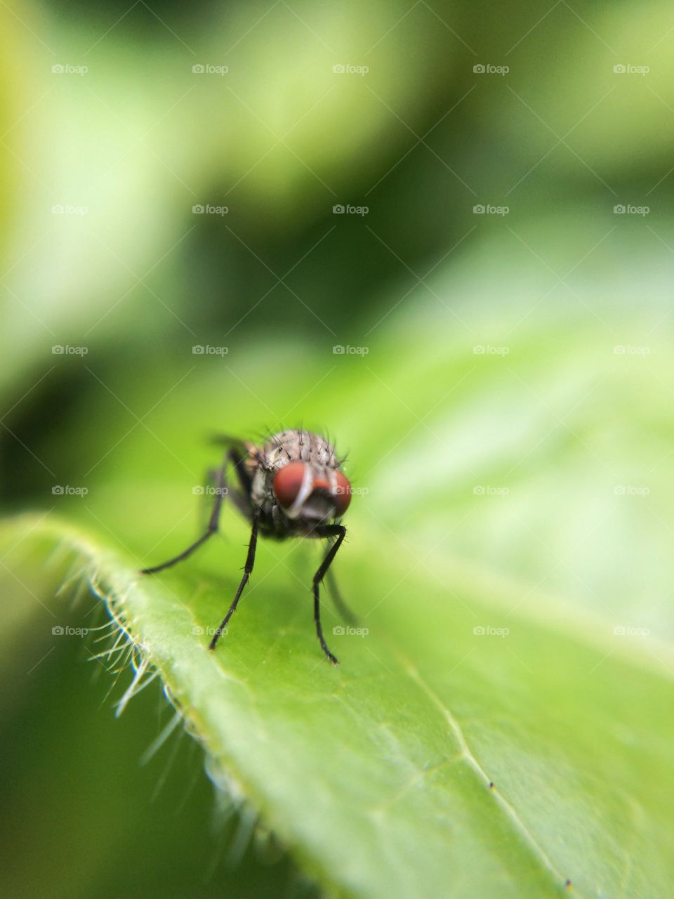 Fly on leaf