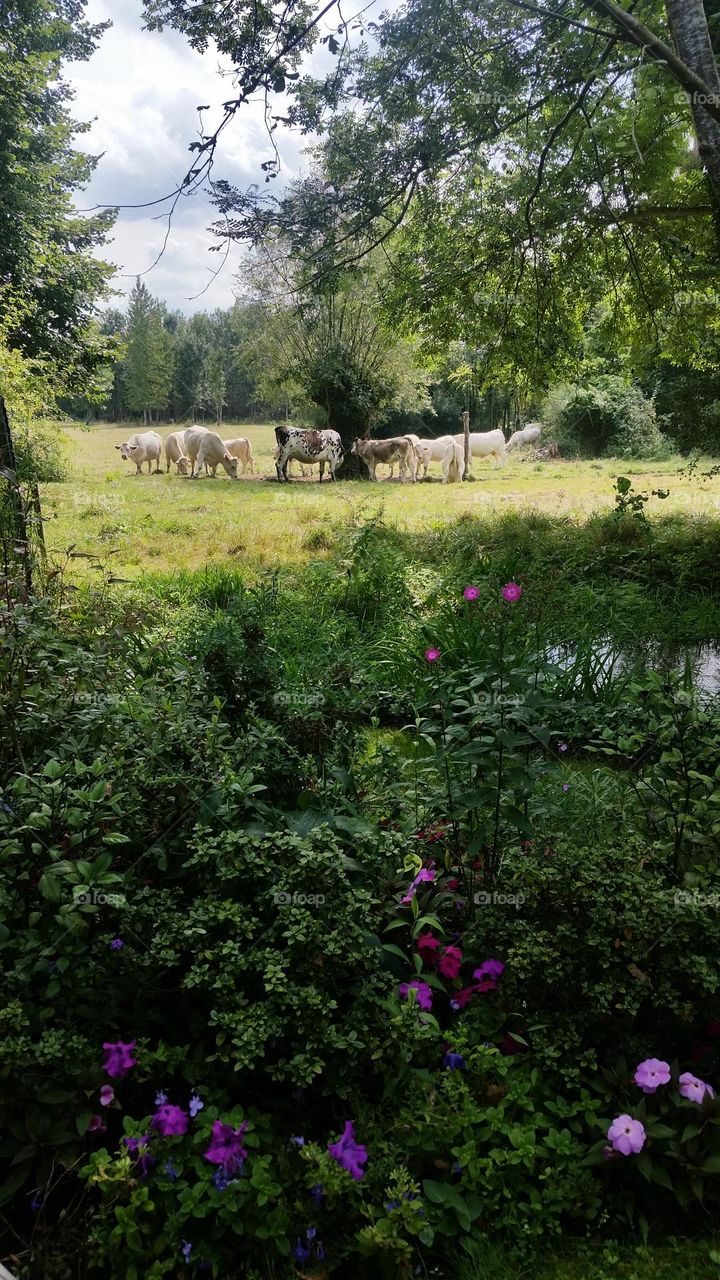 Monet's country side