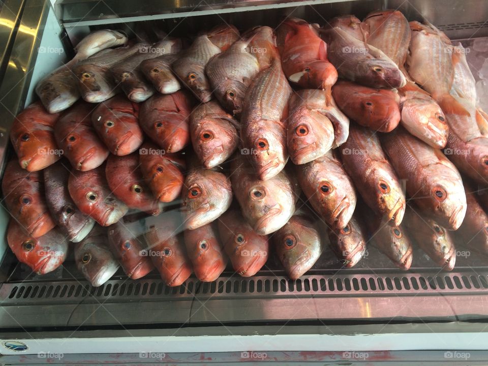 Fish for days