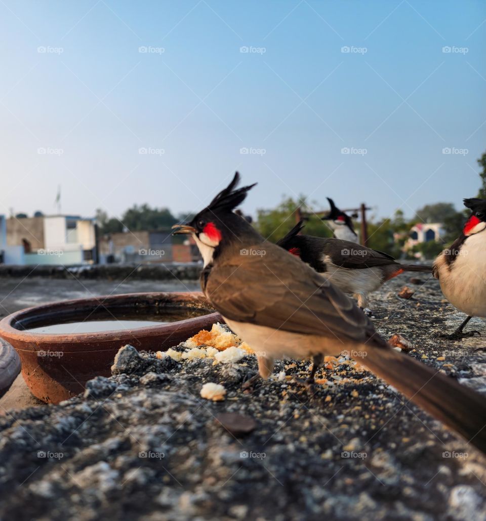 Red whiskered bulbul eating and drinking