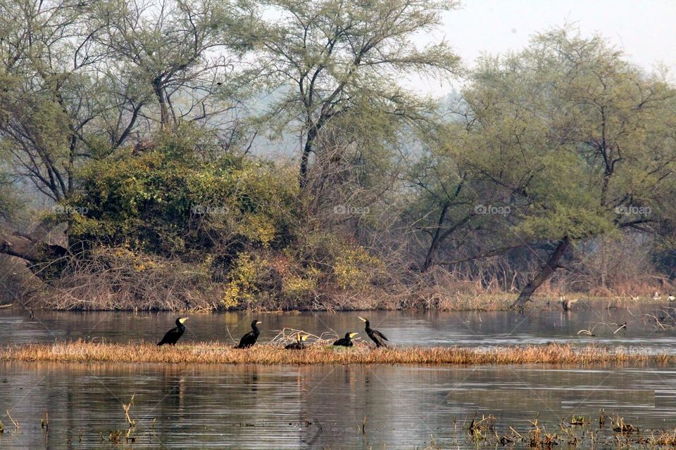 Flock of Snake Herons resting by the side of lake - at Keoladeo National Park, Rajasthan