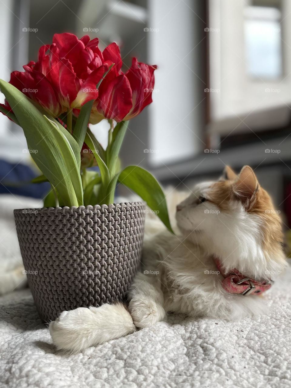 Cat with flower