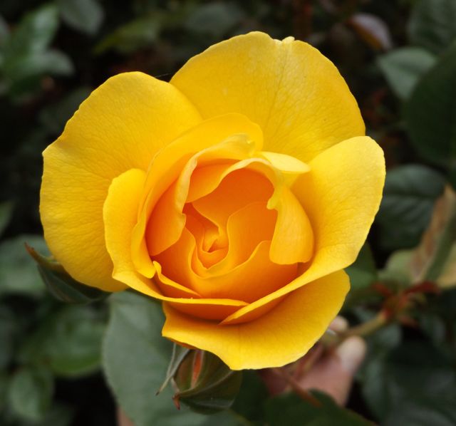 Close-up of yellow rose